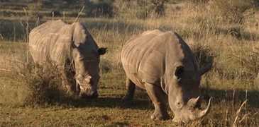 rhinos1.jpg